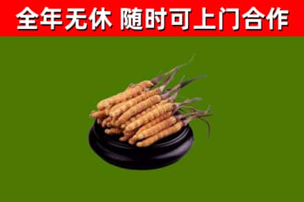 迁西县烟酒回收冬虫夏草.jpg